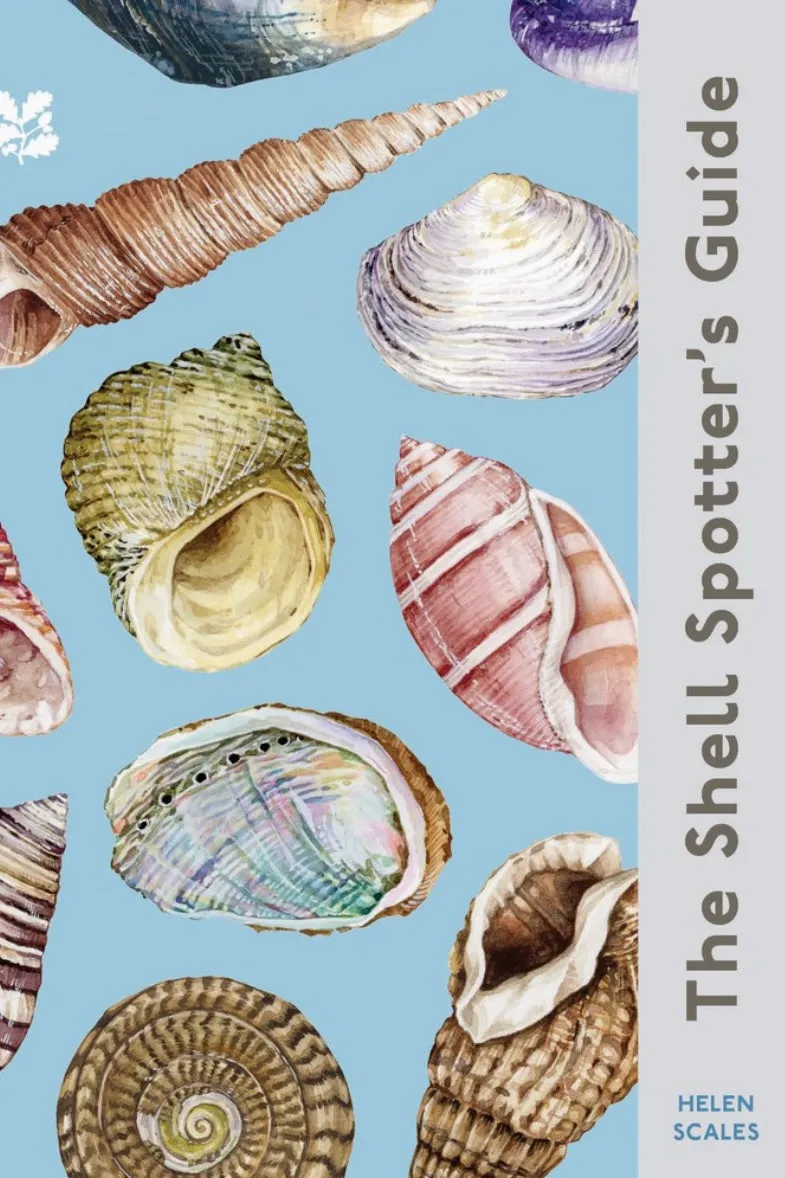 The Shell Spotter's Guide