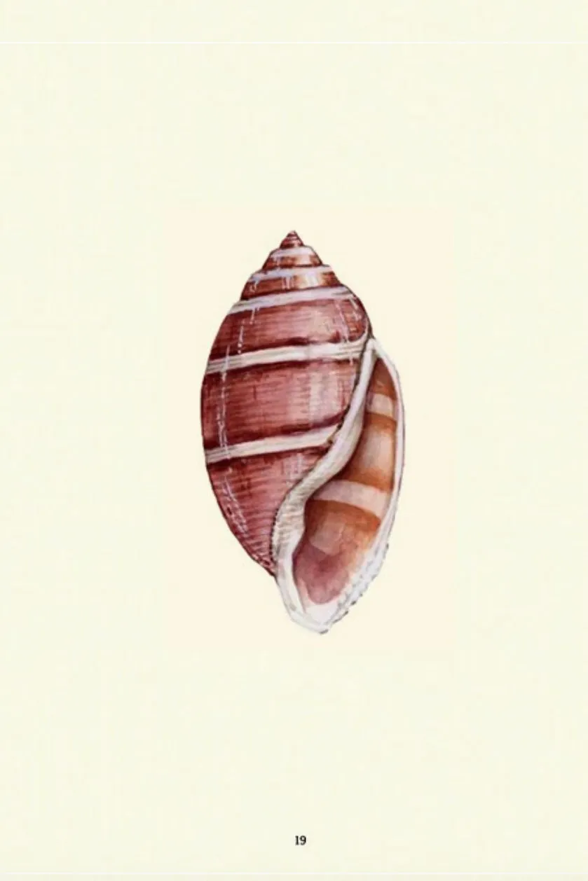 The Shell Spotter's Guide